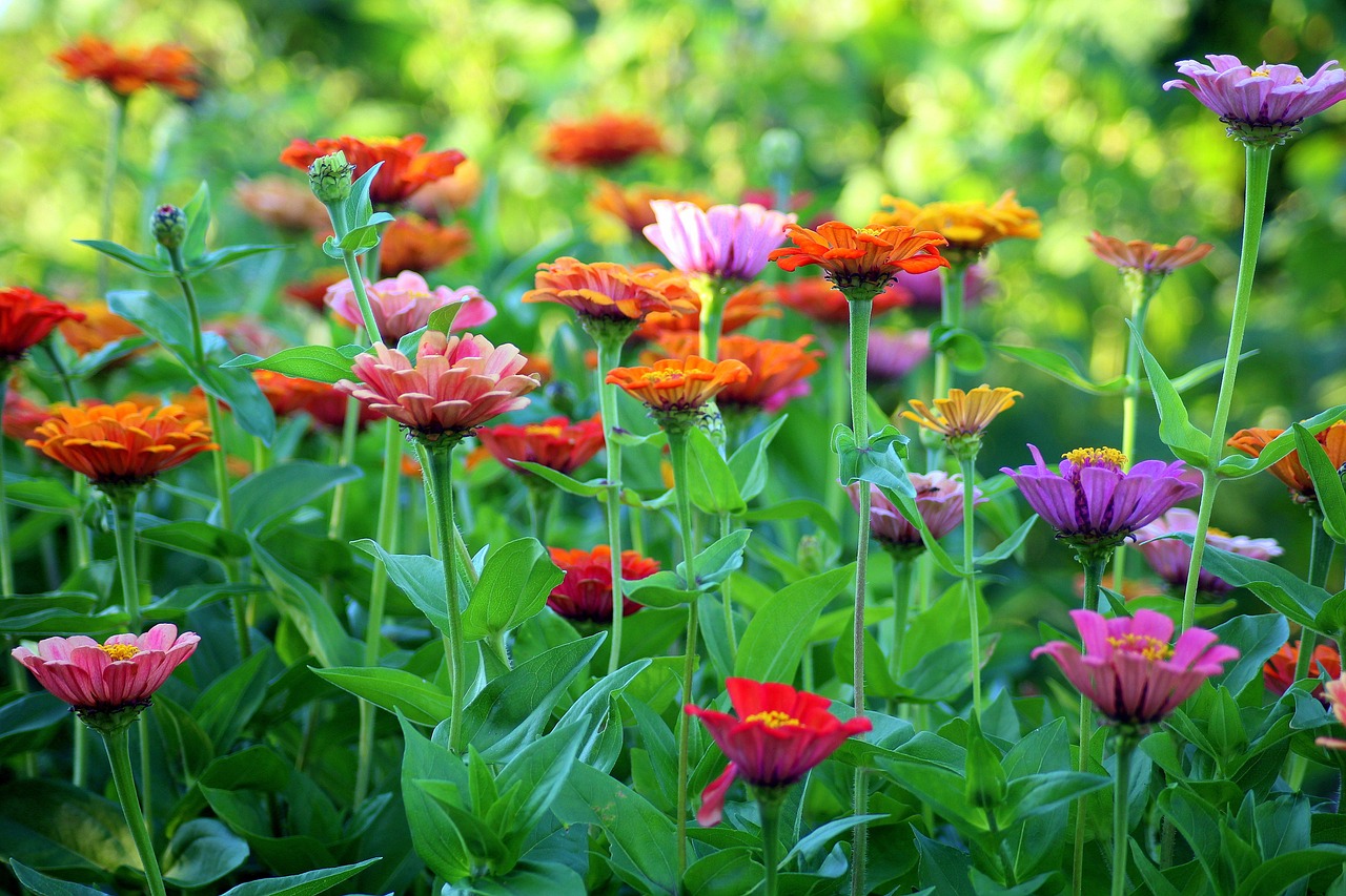 Best Plants for a Beautiful Summer Garden